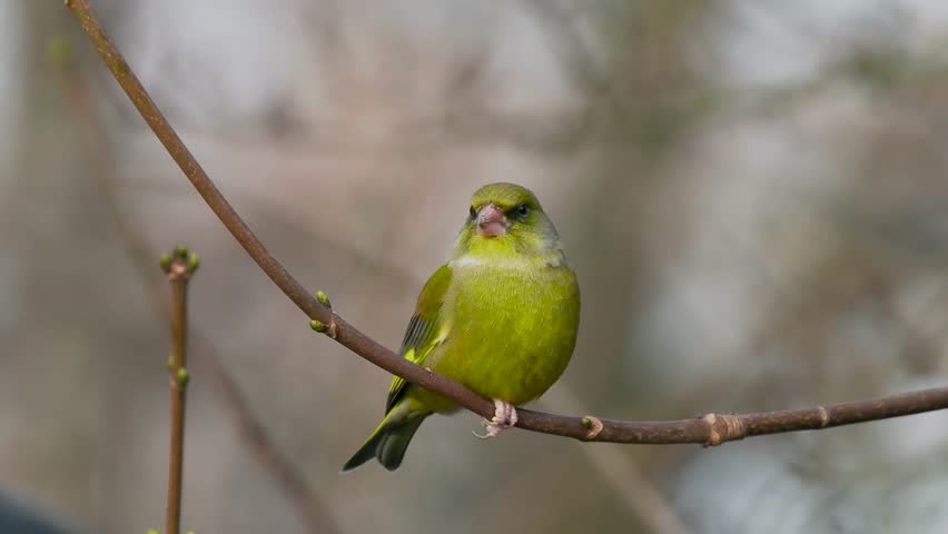 A Greenfinch Bird Perched on a Branch