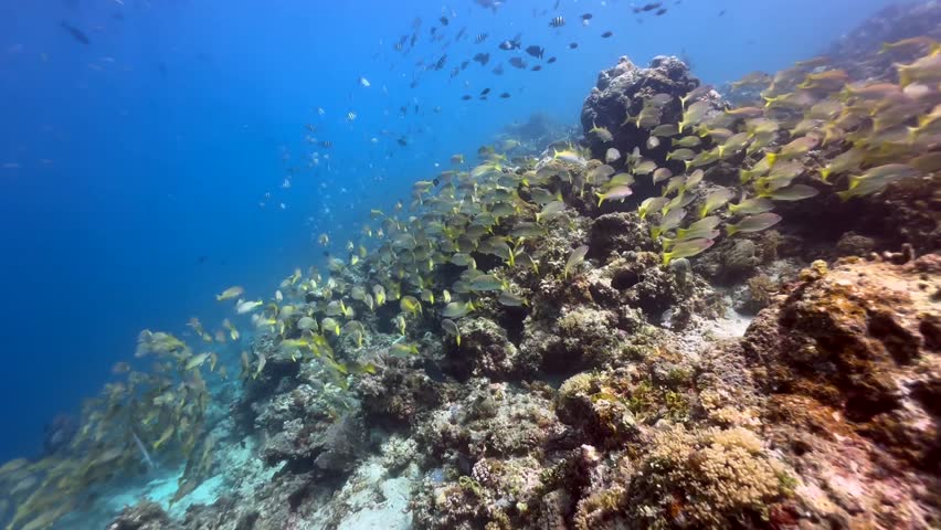 Awimming with tropical fish near Mnemba Island. Zanzibar, Tanzania.