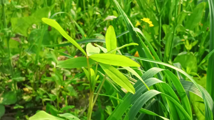 Close-up video of fresh green plant leaves growing naturally in an agricultural field.