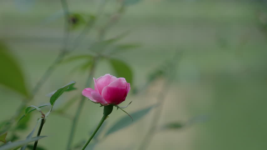 Delicate pink flower bud standing alone against a soft green blurred background, capturing gentle beauty, calm mood, and poetic minimalism, ideal for floral background visuals, mindfulness and wellness content, romantic and emotional storytelling, nature design overlays, spring atmosphere concepts, and serene lifestyle or abstract footage