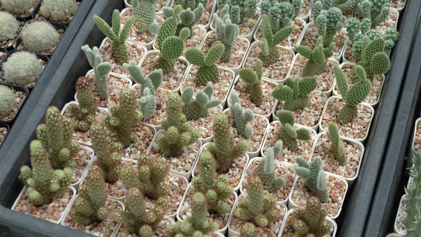 cactus plant in the garden