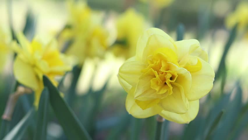Yellow double daffodils, flower close-up on a blurred background. Luxurious spring flowers with lush, multi-layered yellow petals. Close-up of a blooming daffodil