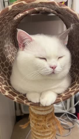 Fluffy white cat resting comfortably in a patterned cat tree bed