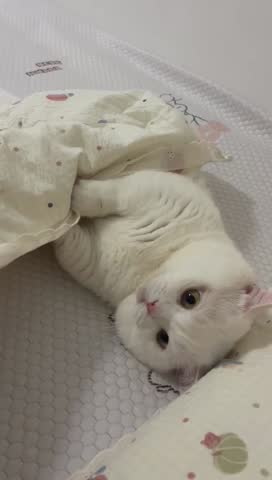 A fluffy white cat lies on its back looking up while a female hand gently plays with its paw under a blanket