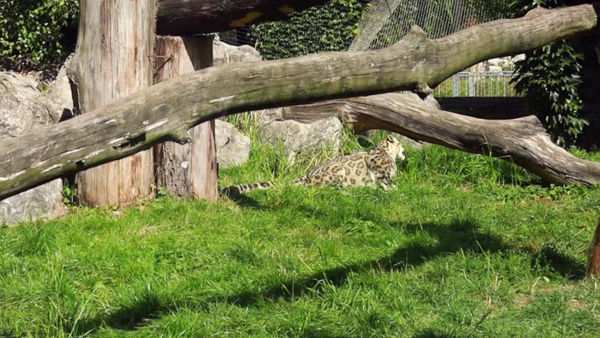 The snow leopard is lying on the grass in a wildlife park under natural light. Nearby, large trees and rocks provide a setting typical of a wildlife area. Visitors explore the park around the area.