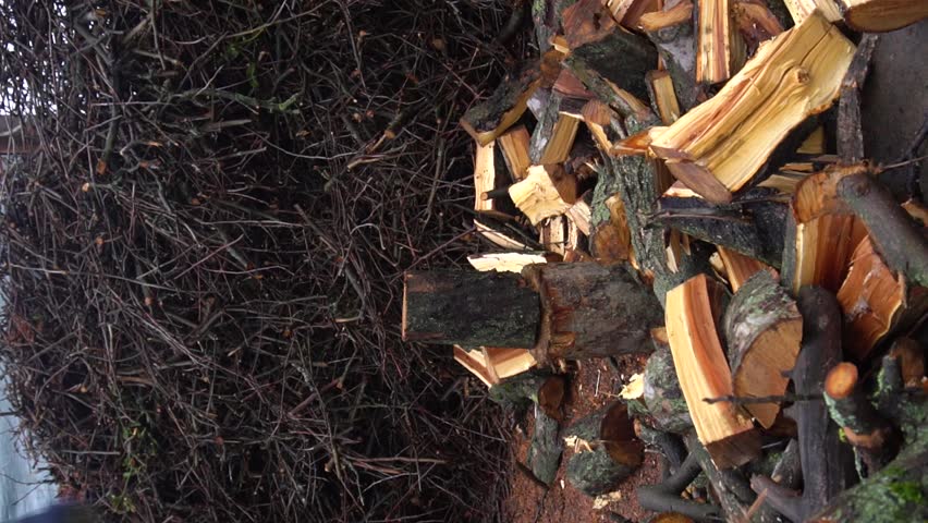 preparing for winter chopping stumps for firewood to heat the house