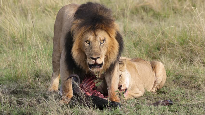 Male and female lions feeding on fresh kill in Masai Mara grassland