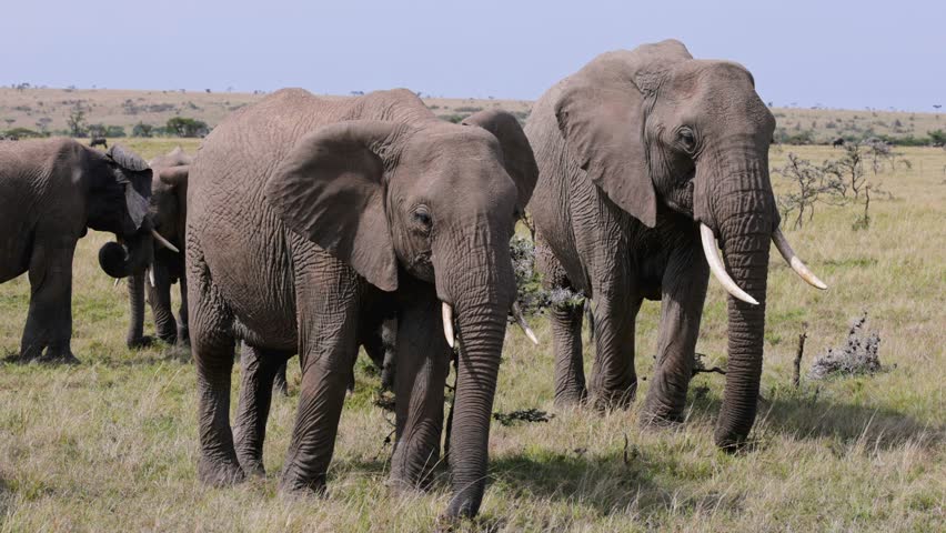 African elephants walking slowly across Masai Mara grassland in bright daylight