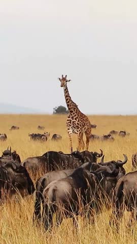 Majestic giraffe moving gracefully among a large herd of wildebeest in the African grassland