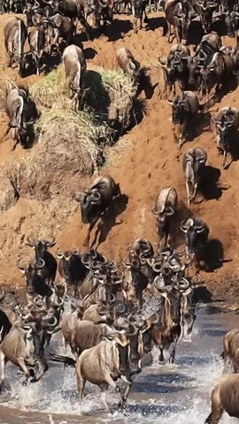 Huge herd of wildebeest migrating across a river during their annual journey in Africa