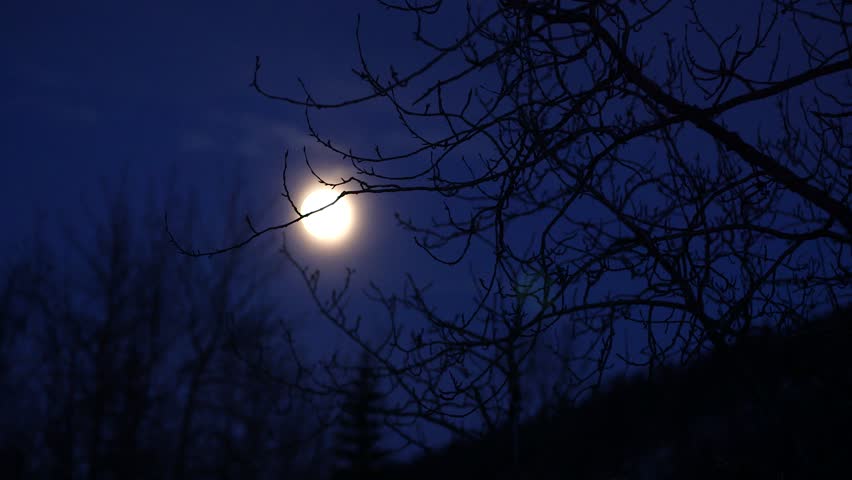 moon rising through trees at night in Alaska