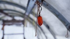 Old winter greenhouse with an overripe tomato hanging on twine, showing end-of-season garden decay and rural homestead life preparing for cold months. - Powered by Shutterstock - Get 15% off with code: PIKWIZARD15