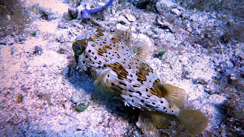 A detailed close-up shot of a porcupinefish, also known as a pufferfish, hovering just above a sandy and rocky seabed. The fish displays its characteristic dark spots and sharp spines against a backdrop of marine algae and a vibrant blue sponge. Its iridescent eye and delicate fins are clearly visible, showcasing the intricate details of this unique marine creature in its natural coral reef habitat. The clear blue water and natural lighting highlight the authentic beauty of underwater biodiversity.