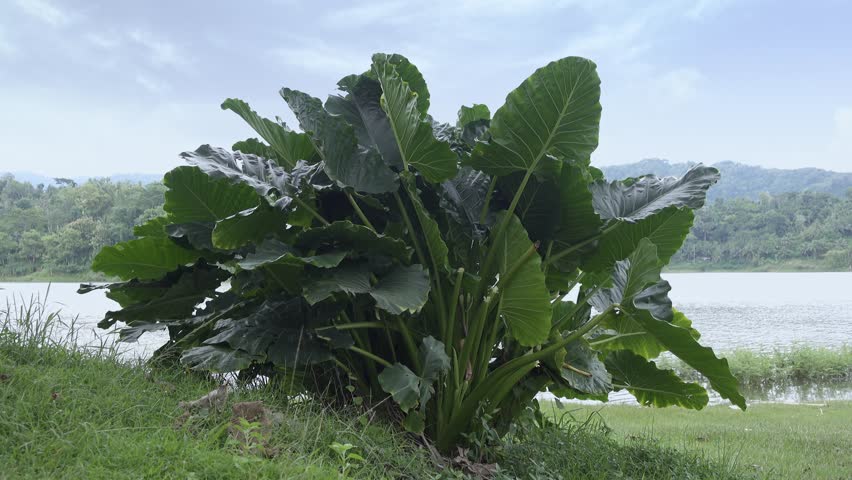 Dense Taro (Colocasia) leaves cluster by a calm lakeside, framed by grass and a serene water view. 
