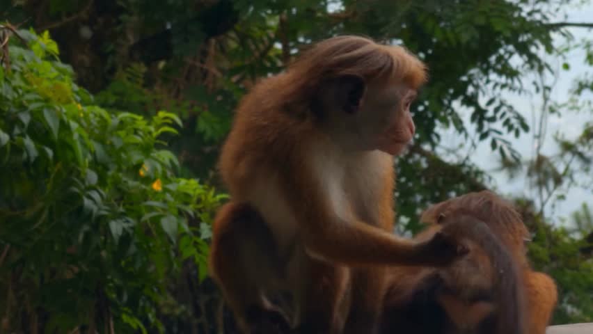 Close-up of wild monkeys interacting and playing together in nature.