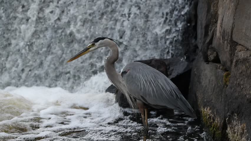 A Great Blue Heron hunting at the base of a dam