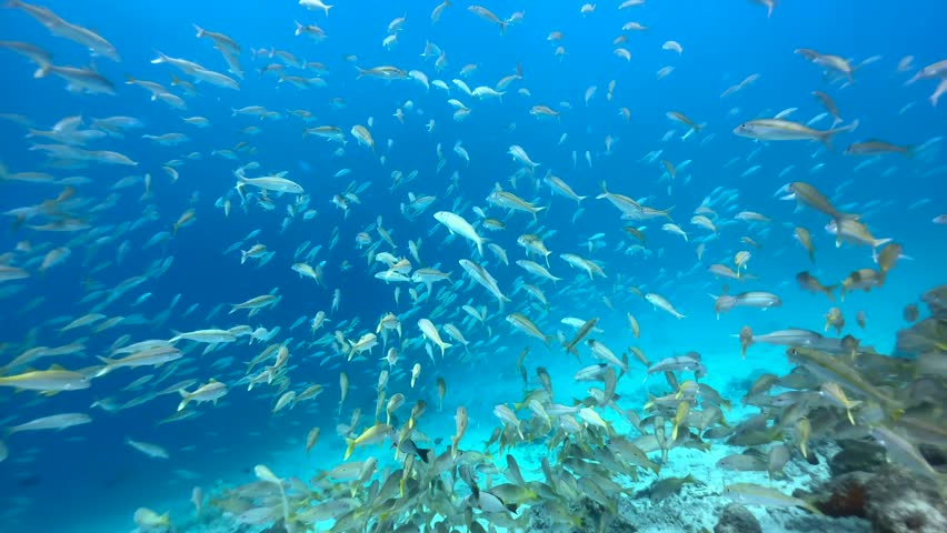 School of tropical fish including striped large-eye bream near Mnemba Island, Zanzibar, Tanzania.