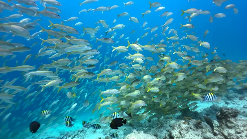 School of tropical fish including striped large-eye bream near Mnemba Island. Zanzibar, Tanzania.