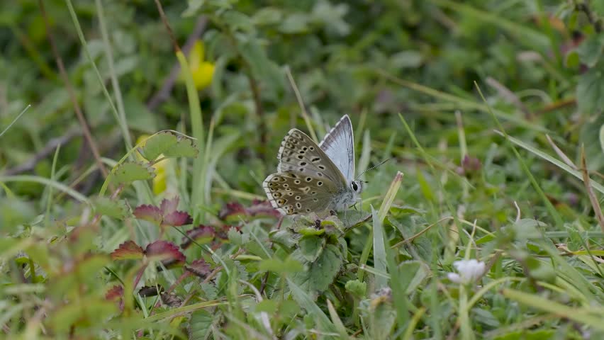 Chalkhill Blue Butterfly on the Ground