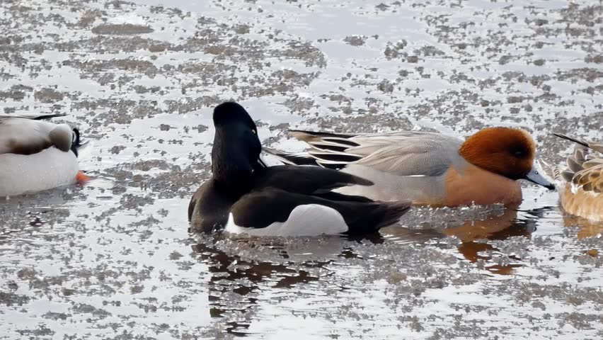 A lonesome ring-necked duck, a rare american vagrant, finds its place among British ducks and begins to preen on the icy water of a winter wetland in the UK.
