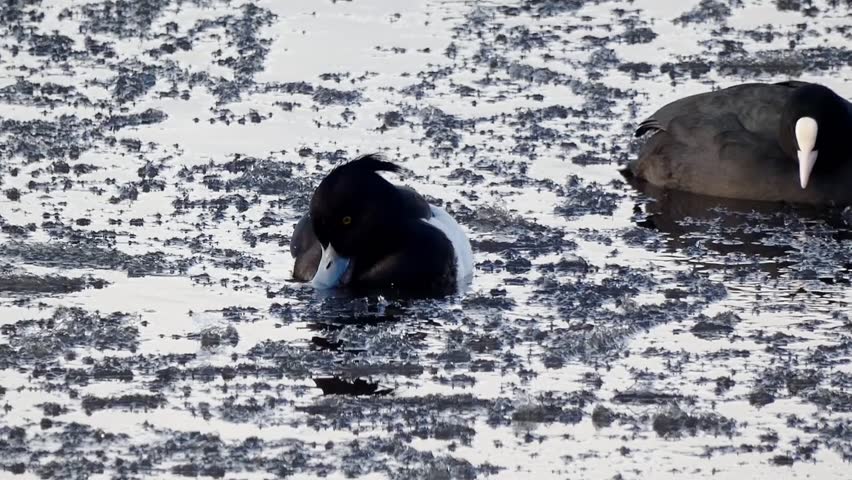 A male tufted duck swims through icy water with eurasian coots in the background