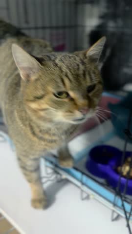 Homeless cat in animal shelter. Cat in cage. Cat at veterinary