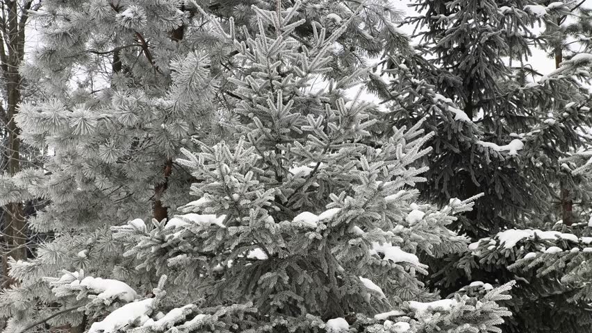 A serene black-and-white winter landscape featuring dense pine trees blanketed in fresh snow. Delicate snowflakes cling to every branch, creating a peaceful, frosty atmosphere. This high-resolution im