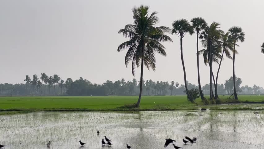 Wide panoramic view of green paddy fields with flooded rice seedlings, foraging birds and palm trees under clear sky, representing rural agriculture, sustainable farming and peaceful countryside scene