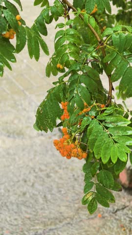Orange flowers emerge from lush green leaves, glistening in the warm sunlight as raindrops fall softly. Nature