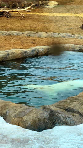 Polar bear swims in clear water at zoo. A polar bear is swimming in a pool at a zoo during the day. The bear is enjoying the water and playing around.