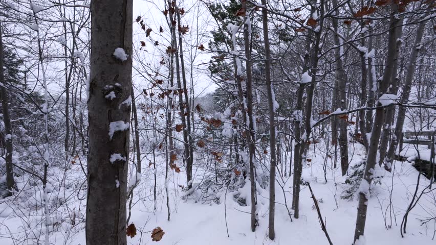 Snow-covered trees stand still as snowflakes gently fall in a forest. Outdoor winter scene in Dartmouth, Nova Scotia, Canada representing peaceful Canadian wilderness.