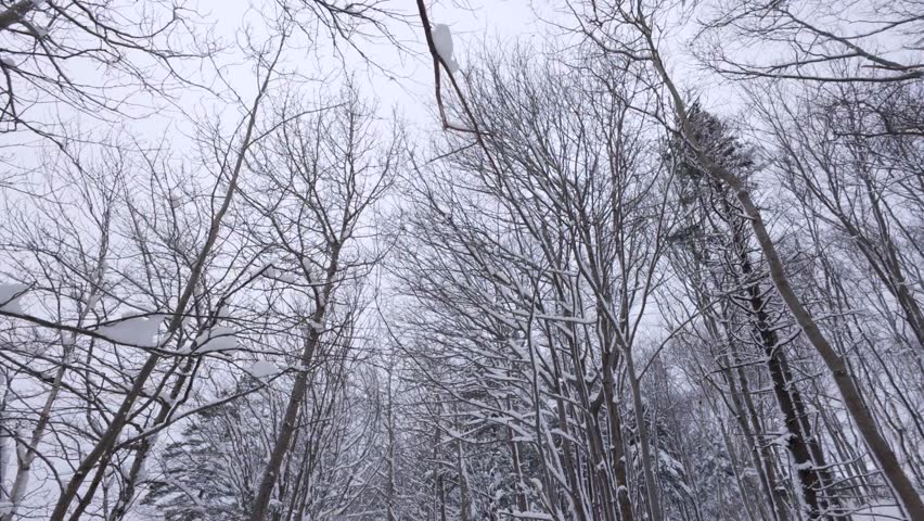 Low perspective shot of tall trees with naked branches as snow gently falls. Peaceful winter landscape in Nova Scotia park highlighting calm Canadian wilderness.