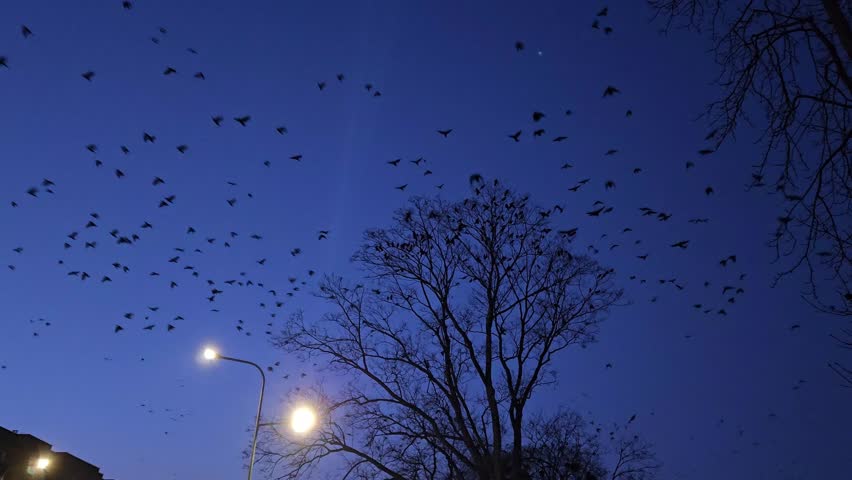 Flock of birds flying across evening sky above city trees and apartment blocks, silhouettes against deep blue dusk clouds and street lights.