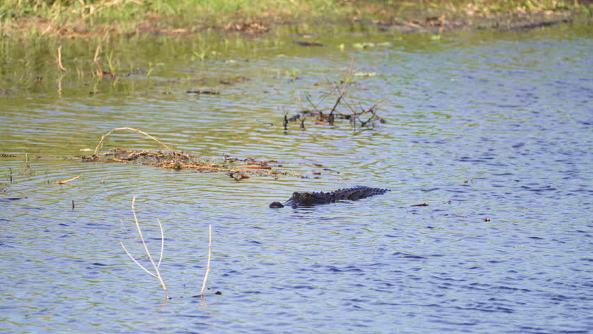 Alligator in Florida natural environment swimming in wetland water. Reptilian predator native to USA south on riverbank in Florida wetlands.
