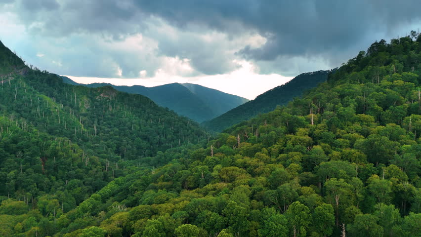 Smoky mountains summer woods. Appalachian mountains in North Carolina with fresh green forest trees in summertime rainy season. Beauty of USA nature.