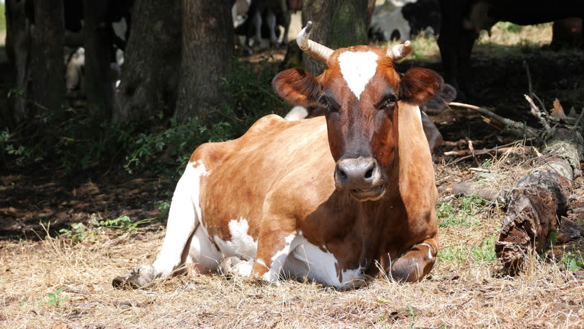 Red cow Resting and Chewing Grass on Pasture, Flies Around Livestock Rural Farm Animals Close-Up