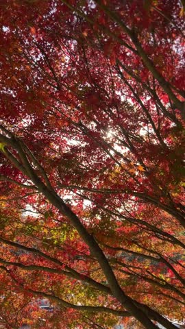 Sunlight shining through red autumn leaves.