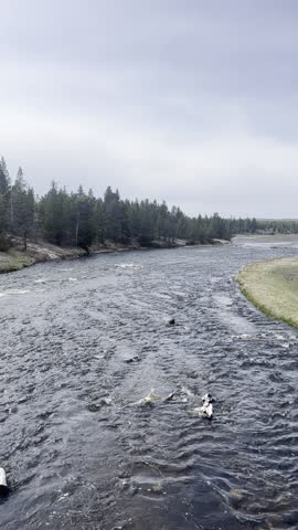 Water flows through the Firehole River beside the Midway Geyser Basin in Yellowstone National Park. A calm river current moves through a geothermal landscape, surrounded by mineral-rich terrain and steam rising from nearby thermal features.