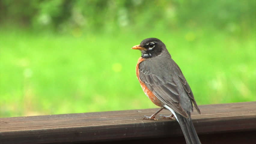 A North American robin.