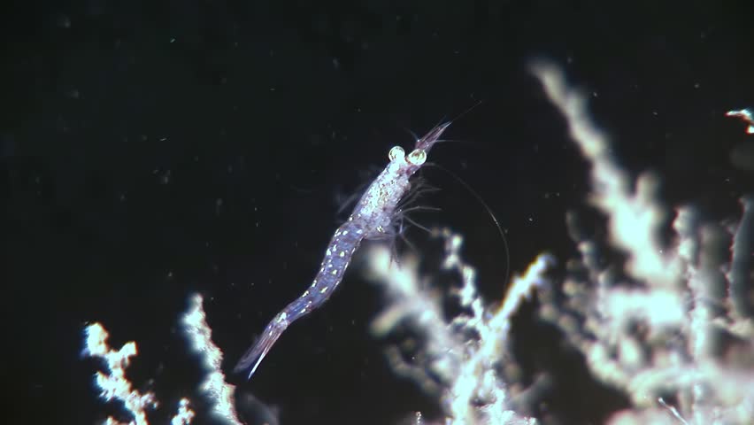 An Antarctic krill swims near a coral reef in the cold, dark waters of the Southern Ocean. This small crustacean is a keystone species in the Antarctic ecosystem.