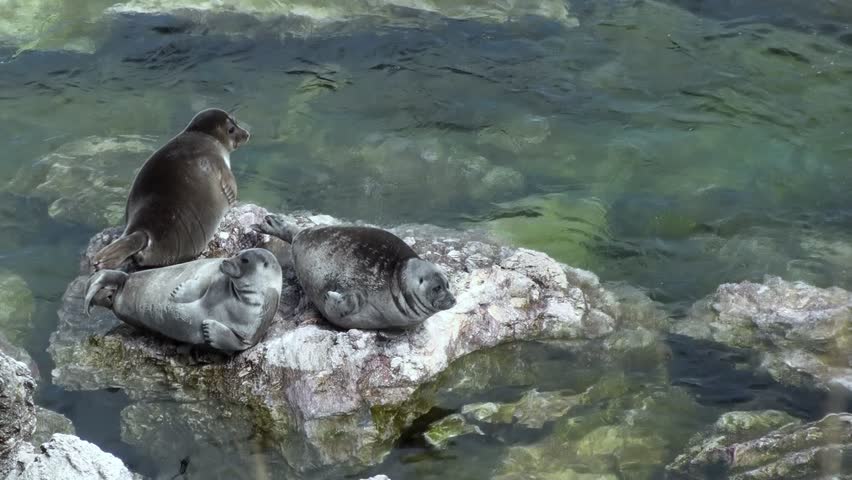 Three Baikal seals are enjoying a sunny day on the rocky shore of Lake Baikal. One seal stands guard as the others rest peacefully. The crystal-clear water laps against the rocks.