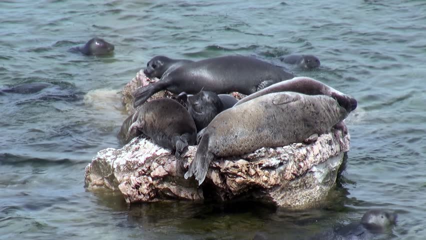 A group of Baikal seals, Pusa sibirica, enjoys the summer sun. Some seals rest on a rocky outcrop, while others swim in the clear waters of Lake Baikal. It is a calm and serene day in Russia.