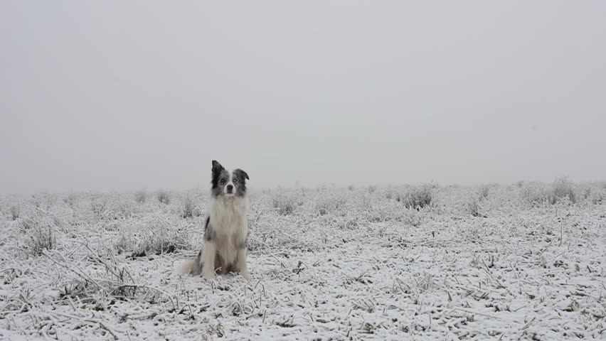 dog, frisbee, snow, jump, winter
