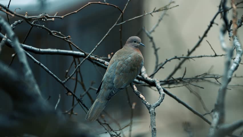 Bird on branch wildlife nature
