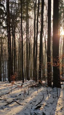 Winter forest sunlight snow trees
