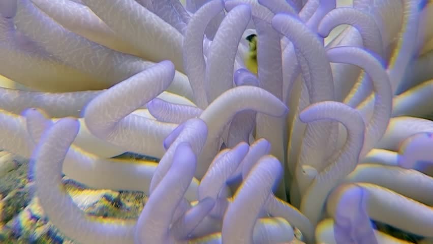 Dive into mesmerizing underwater world where clownfish playfully navigate flowing tentacles of Anemone Macrodactyla doreensis, showcasing beauty of Red Sea marine life.