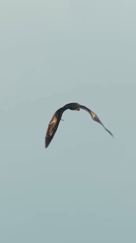 Flying Fox Silhouette Over Sky, Cinematic SlowMotion Gliding Against Pale Blue Maldivian Clouds, vertical video