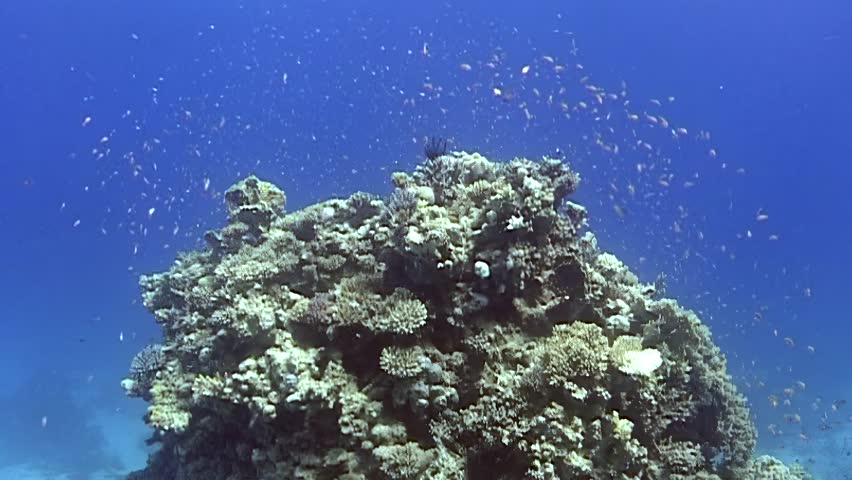 Divers capture immersive experience as they explore stunning coral reef bustling with colorful fish and marine life. Clear blue waters unveil beauty and diversity of underwater ecosystems.