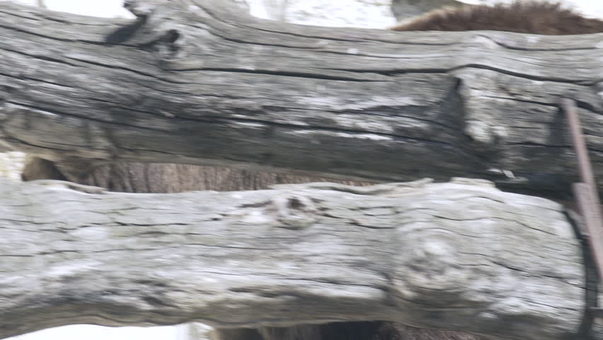 A brown bear slowly moves through a wooded environment, its head near a fallen log. The bear appears to be cautiously observing its surroundings, with a background of rocky terrain.
