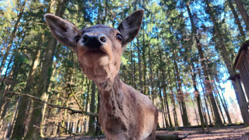 Close-up, wide-angle view of a curious young deer looking directly into the camera in a forest environment. Natural wildlife scene filmed at ground level, showing detailed fur texture, expressive eyes, and soft natural light filtering through trees. Peaceful outdoor atmosphere, wild animal behavior, and authentic nature moment captured in high resolution.